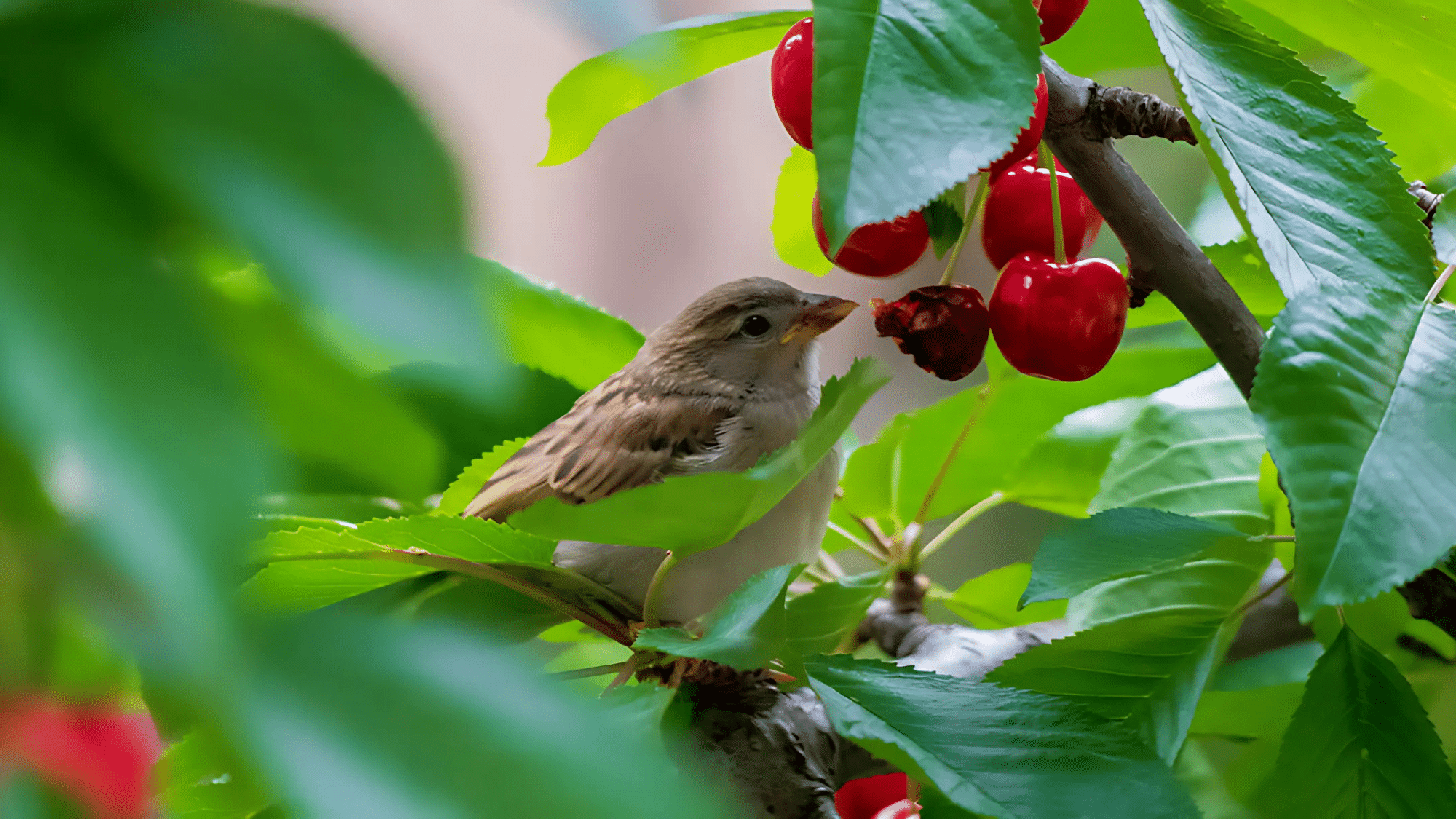 Creating_a_Garden_That_Works_for_Both_Birds_and_Plants