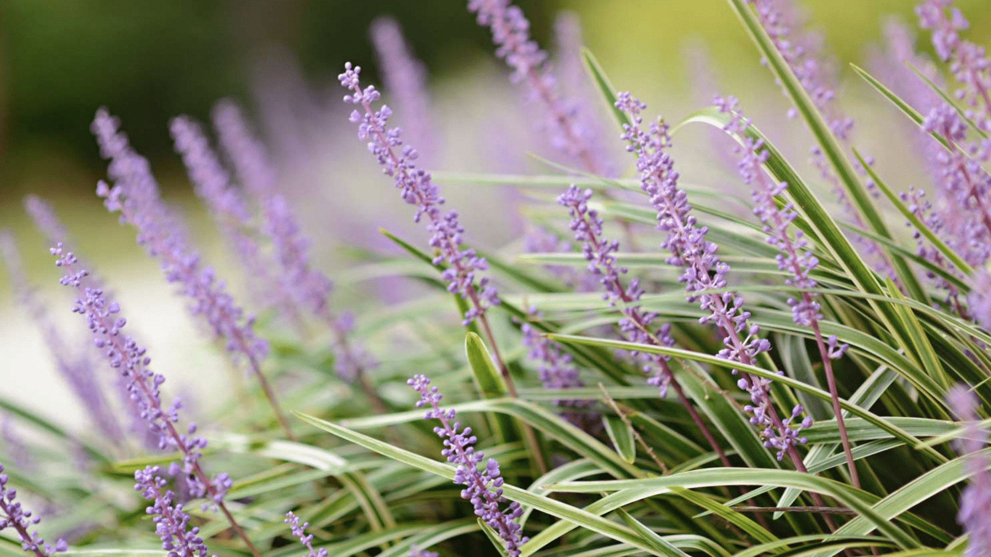 Is Liriope Deer Resistant? A Closer Look