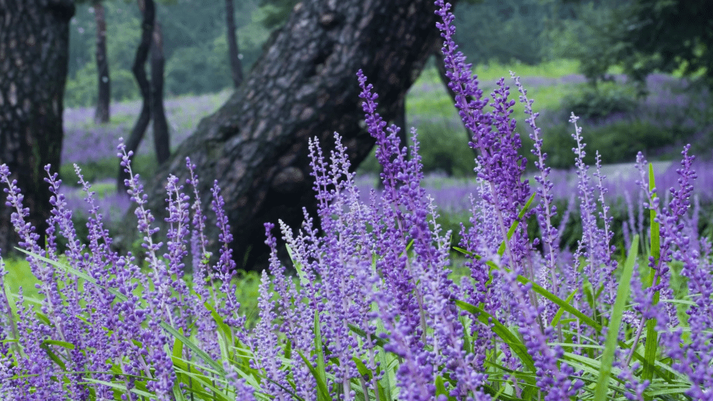Is Liriope Deer Resistant? Find Here