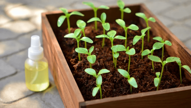 When_to_Start_Feeding_Your_Seedlings